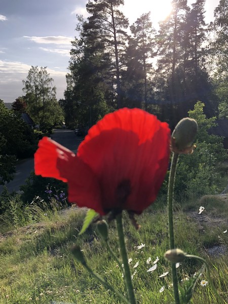 Klicka för att se förhandsgranska